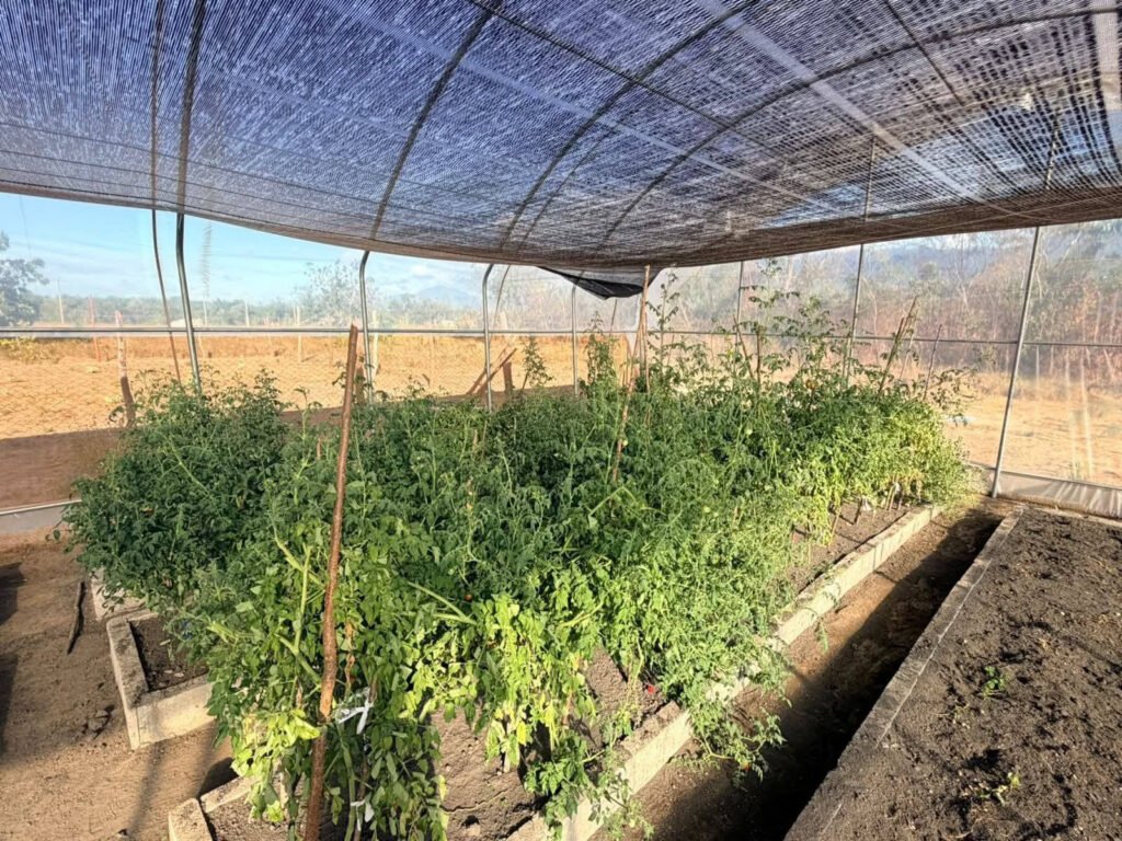 Shade house in Kumu Village boosting agricultural production, community development