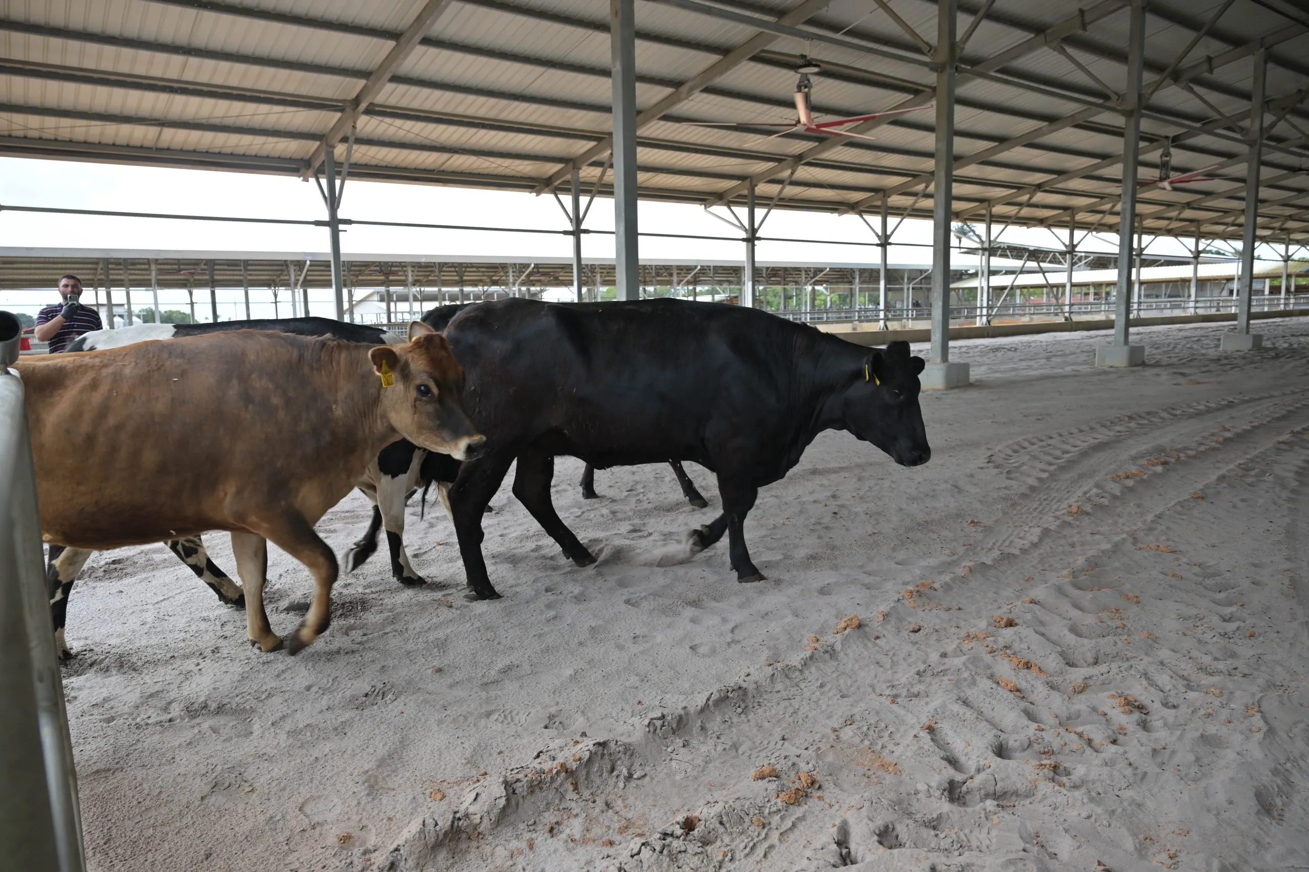 shipment of high-yielding dairy cattle for its US$30 million Moblissa dairy project
