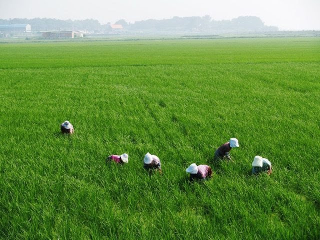 $3B rice support will benefit farmers, not landlords – President Ali